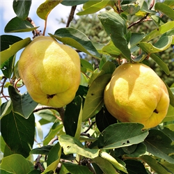 Quince Trees