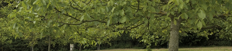 The Walnut Tree Co.