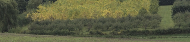The Walnut Tree Co.