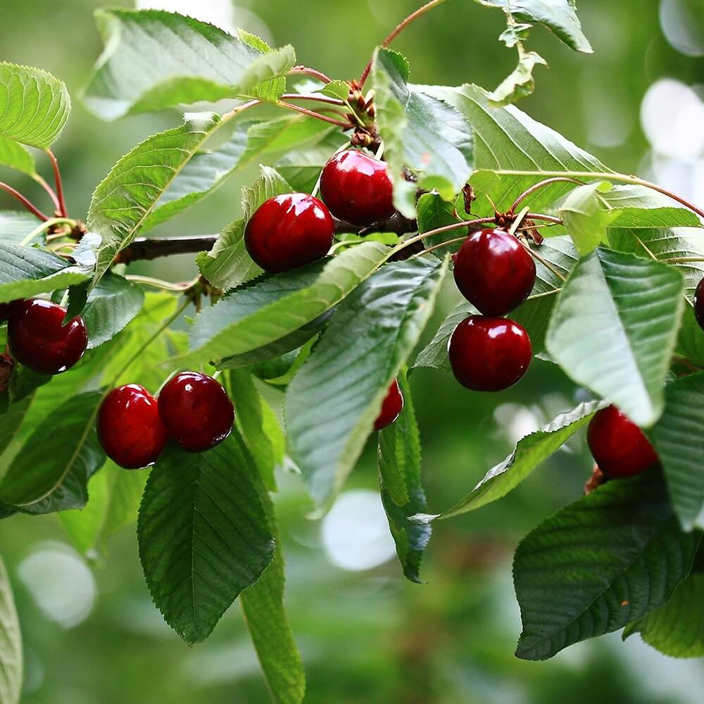 Cherry Fruit Trees - The Walnut Tree Co. can supply a selection of fruit trees varieties.