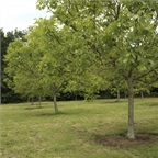 Common Walnut 