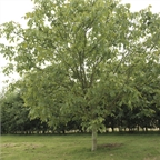 Black Walnut