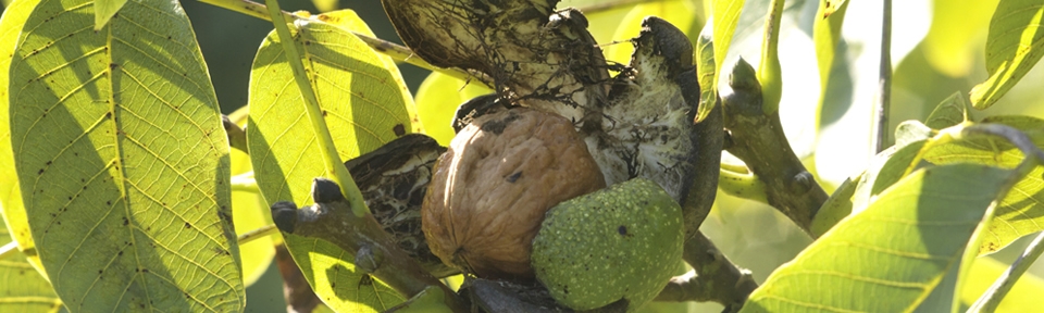  - The Walnut Tree Co.