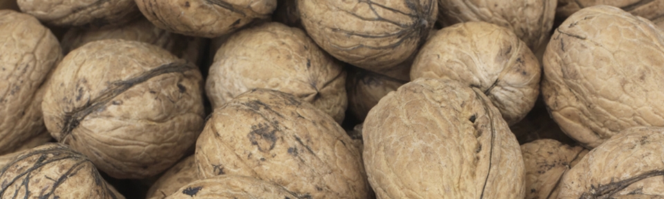  - The Walnut Tree Co.