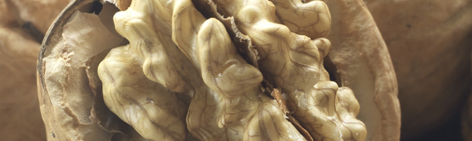  - The Walnut Tree Co.