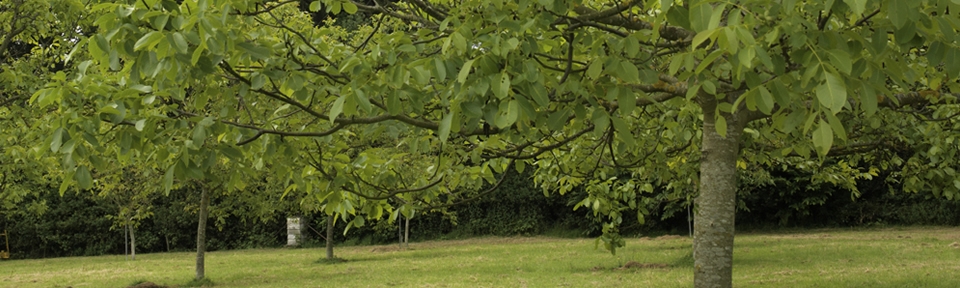  - The Walnut Tree Co.