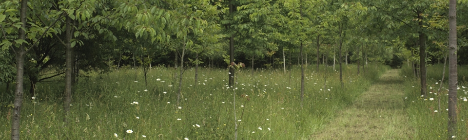  - The Walnut Tree Co.