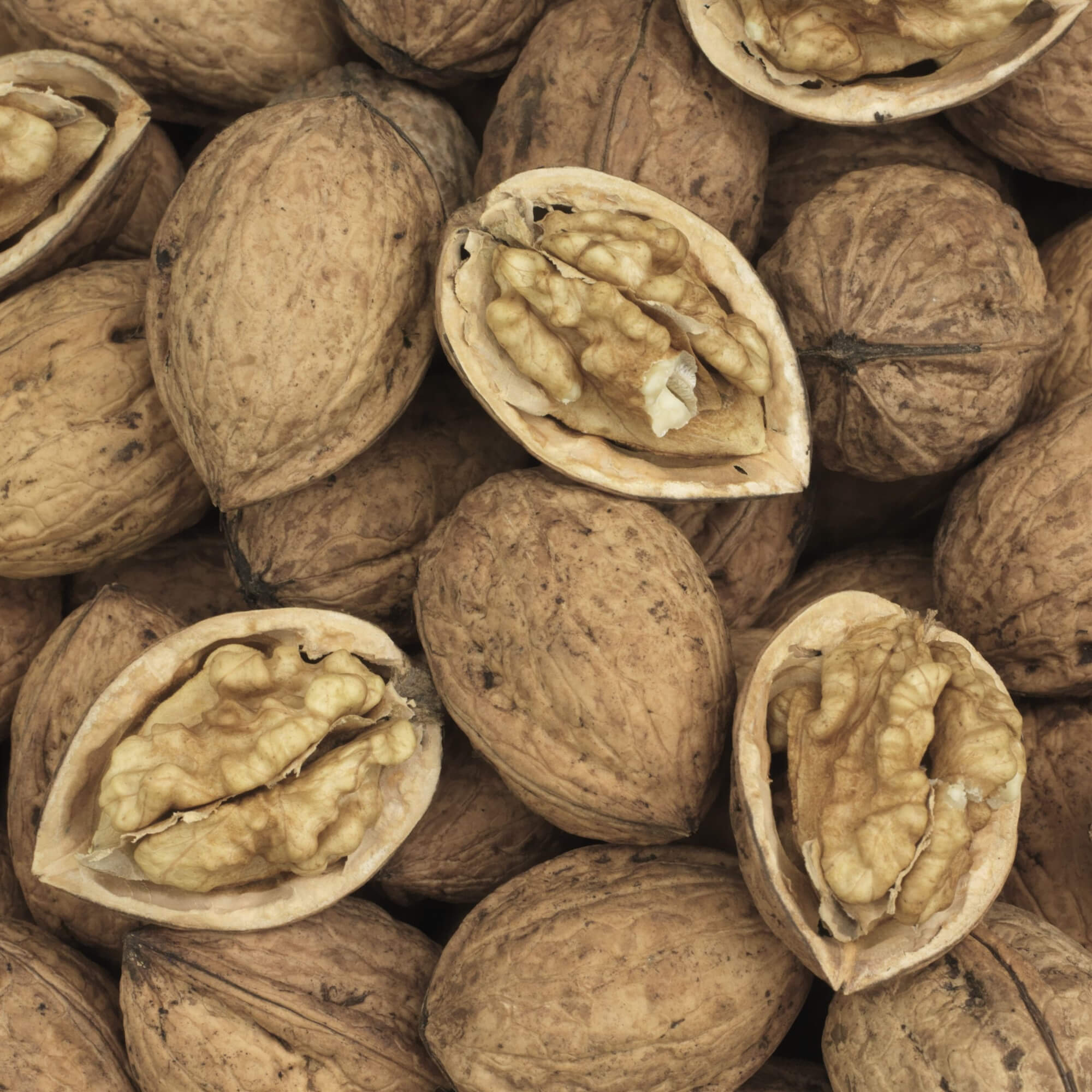 Walnut Fruit Trees - Provided as bare rooted, two-year-old plants, 1m to 1.5m in height.