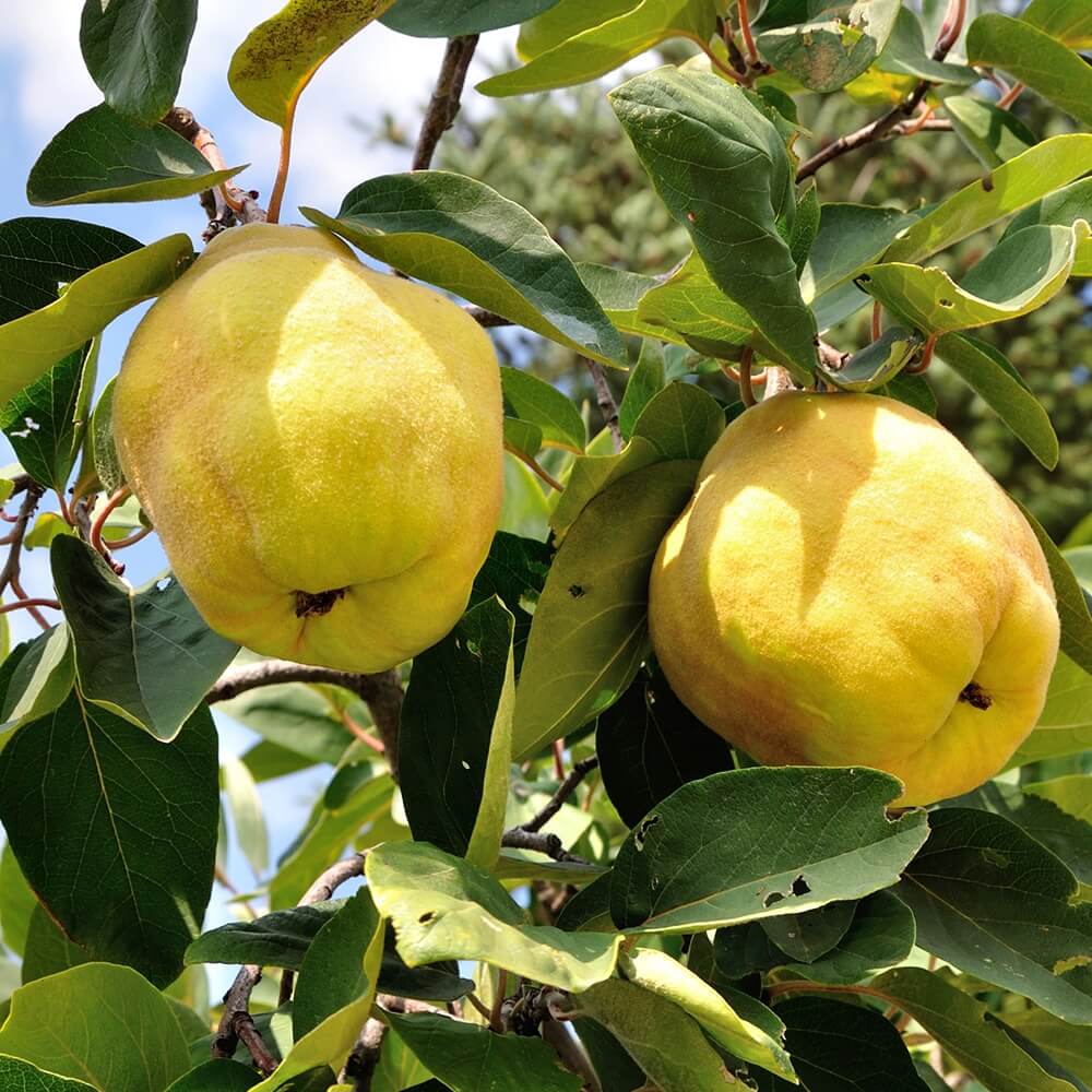 Quince Fruit Trees - The Walnut Tree Co. can supply a selection of fruit trees varieties.