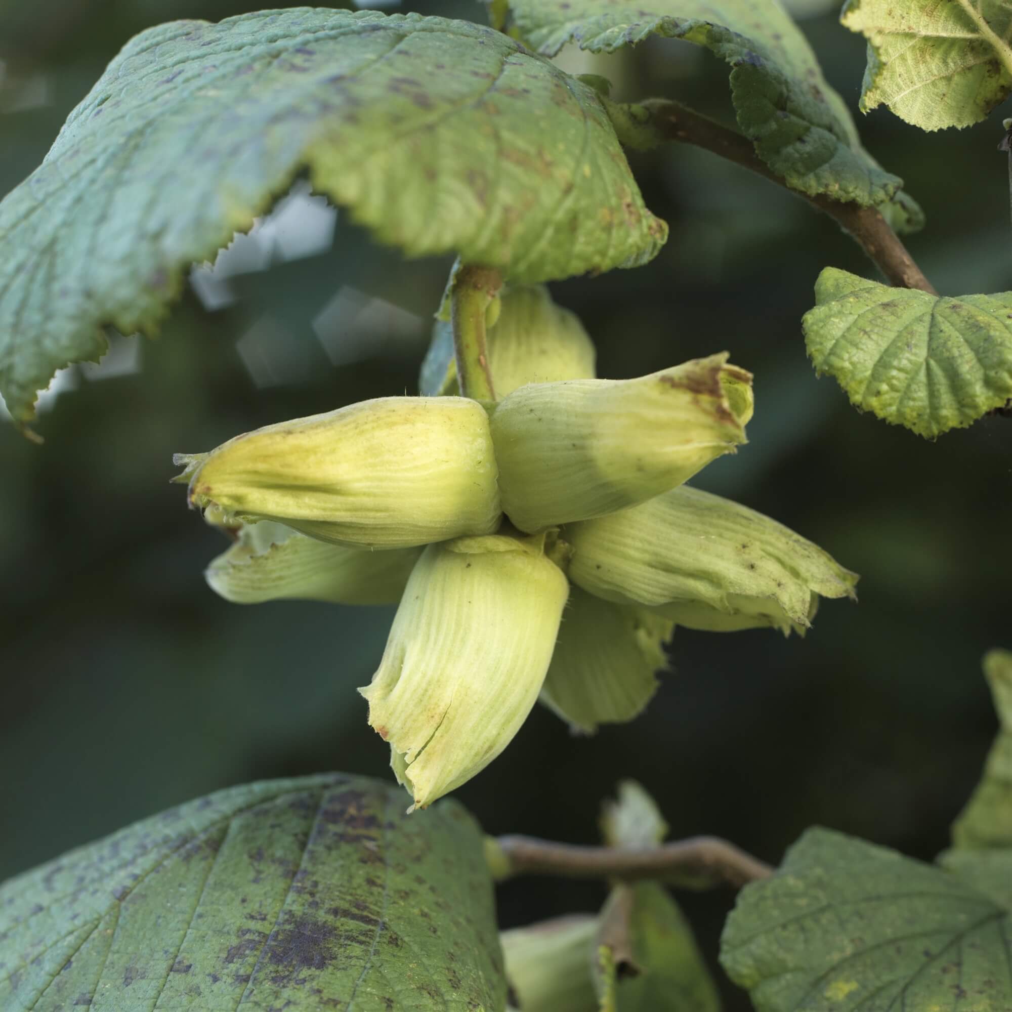 Kentish Cobnut Trees - These trees on average are three years old and are between 1m and 1.5m high.
