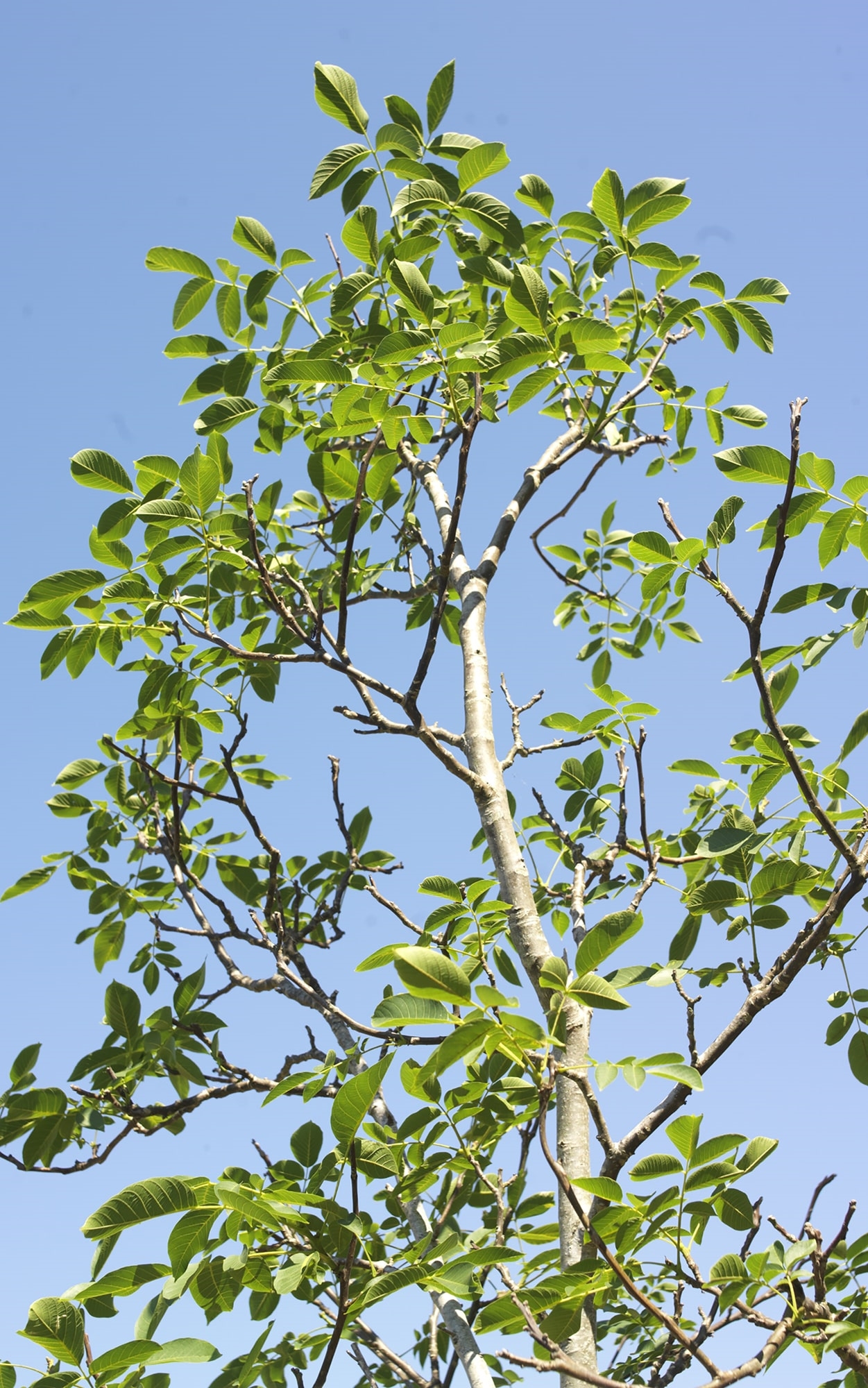  - 9/10 years old with a height of about 4 metres