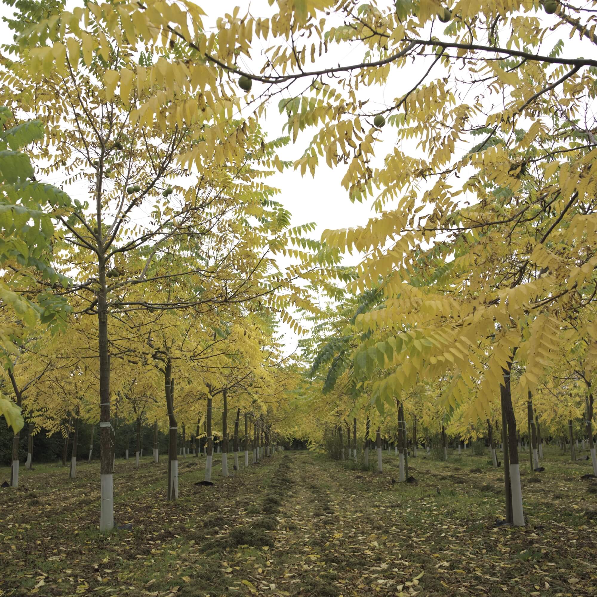 the-walnut-tree-company-walnut-fruit-trees-walnut-timber-trees