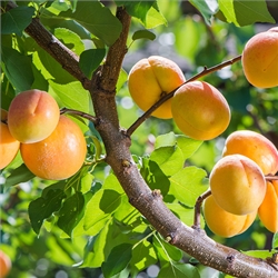 Apricot Trees