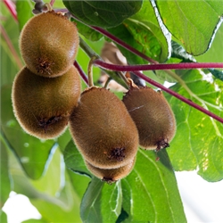 Kiwi Trees