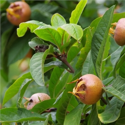 Medlar Trees