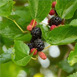 Mulberry Trees