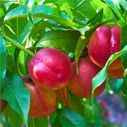 Nectarine Trees