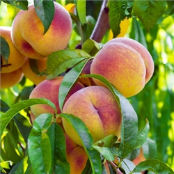 Peach Trees