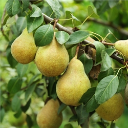 Pear Trees