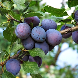 Plum Trees