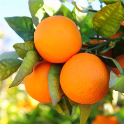 Citrus Trees