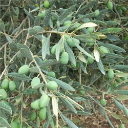 Olive Trees