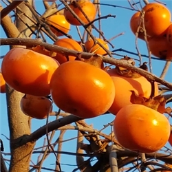 Persimmon Trees