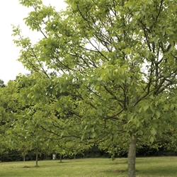 Walnut Timber Trees