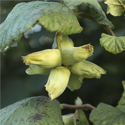 Kentish Cobnut Trees