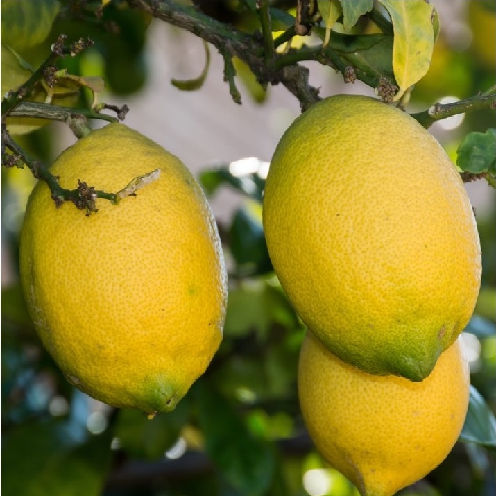 Meyer Lemon