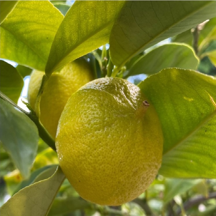 Bergamot Orange