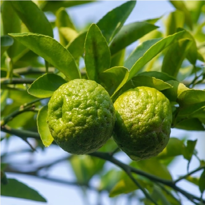 Kaffir Lime