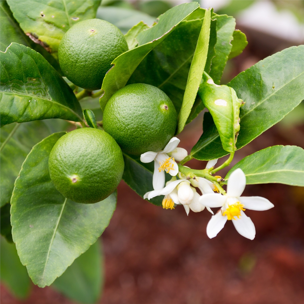 Lime of Tahiti