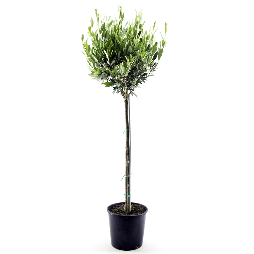 Straight Stemmed Olive Tree