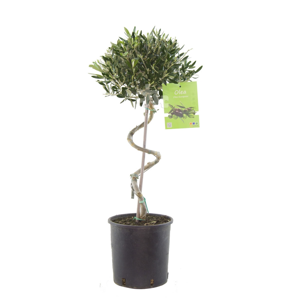 Twisted Stemmed Olive Tree