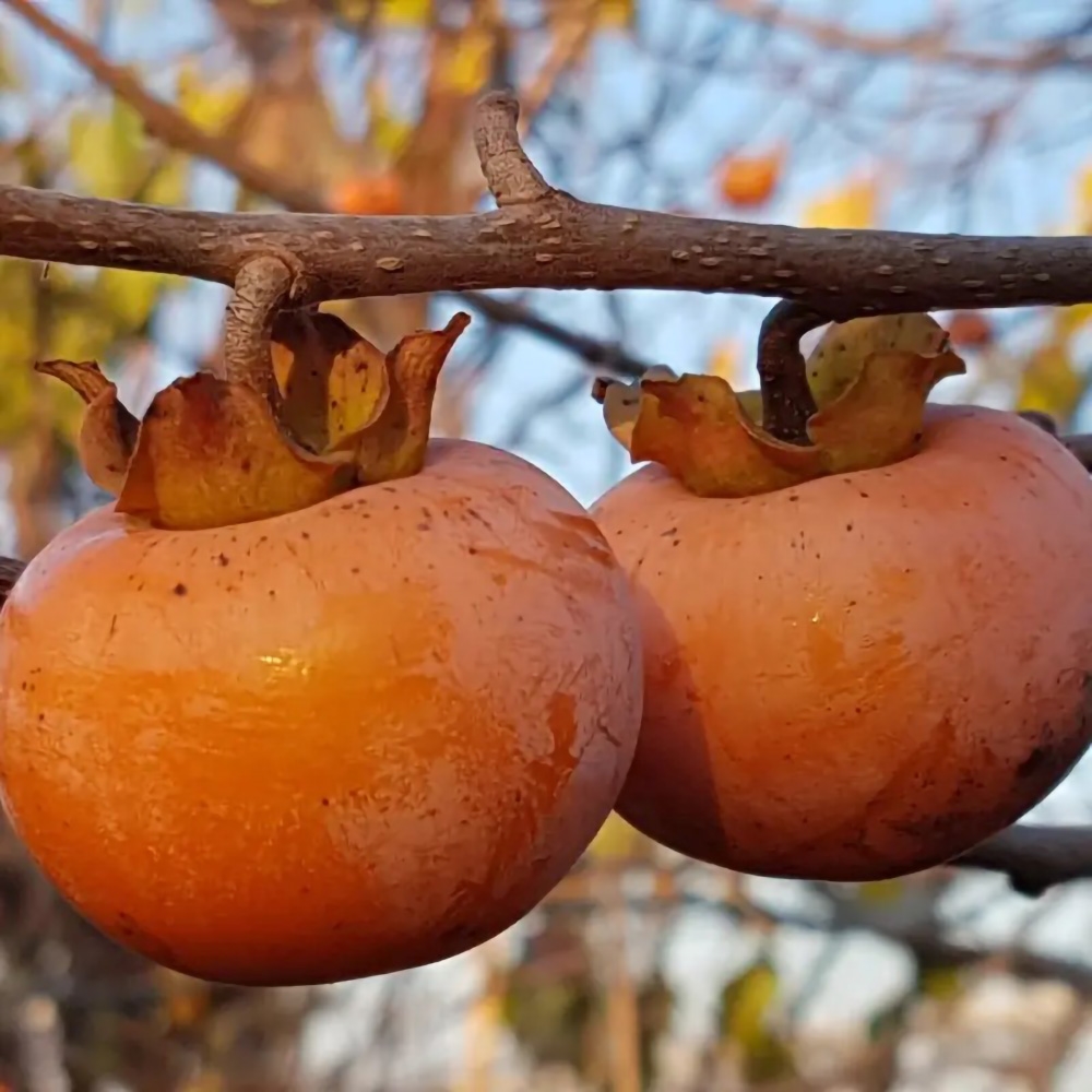 Rosseyanka