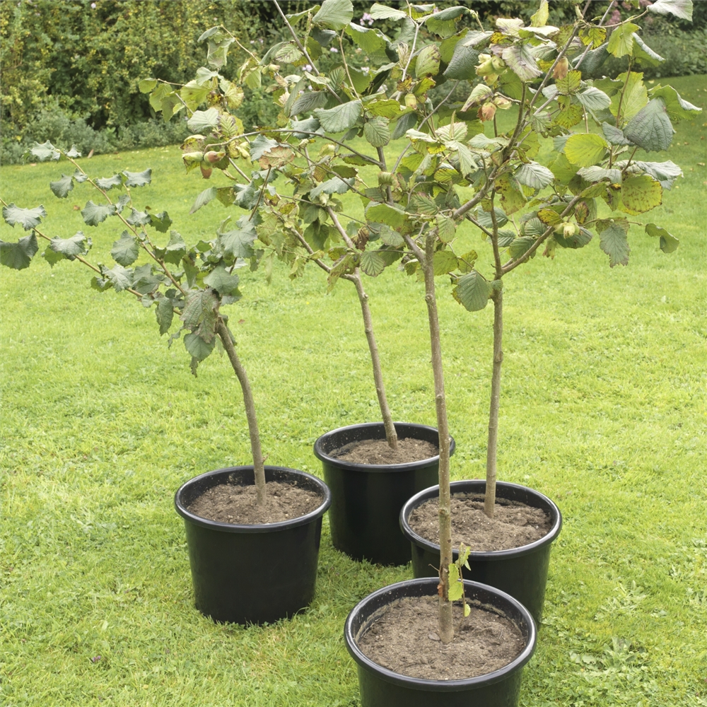 Pot Grown Gunselbert Cobnut Trees