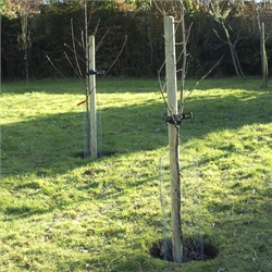 Tree Planting Packs