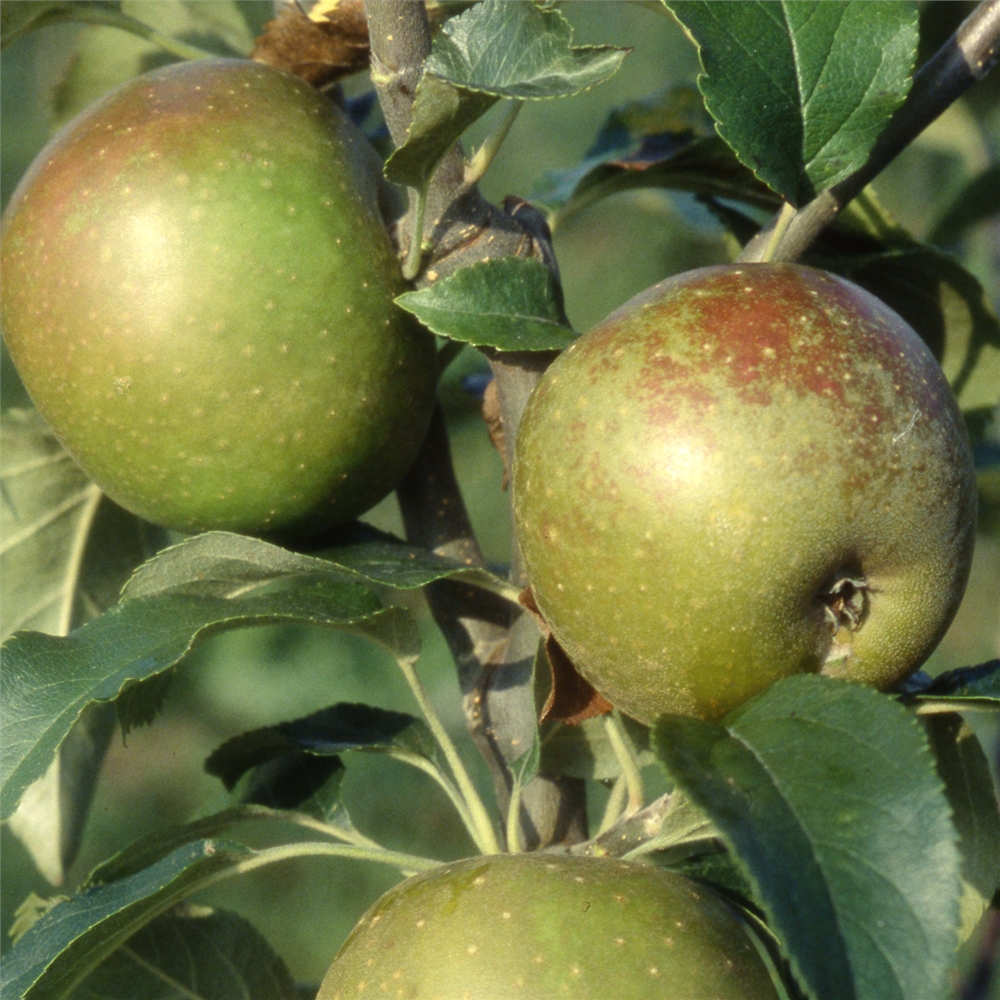 Egremont Russet