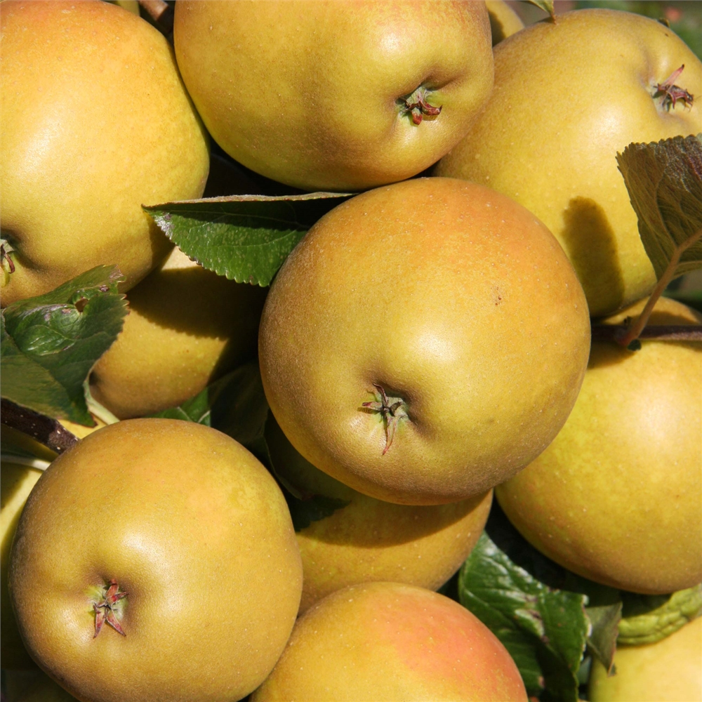 Herefordshire Russet