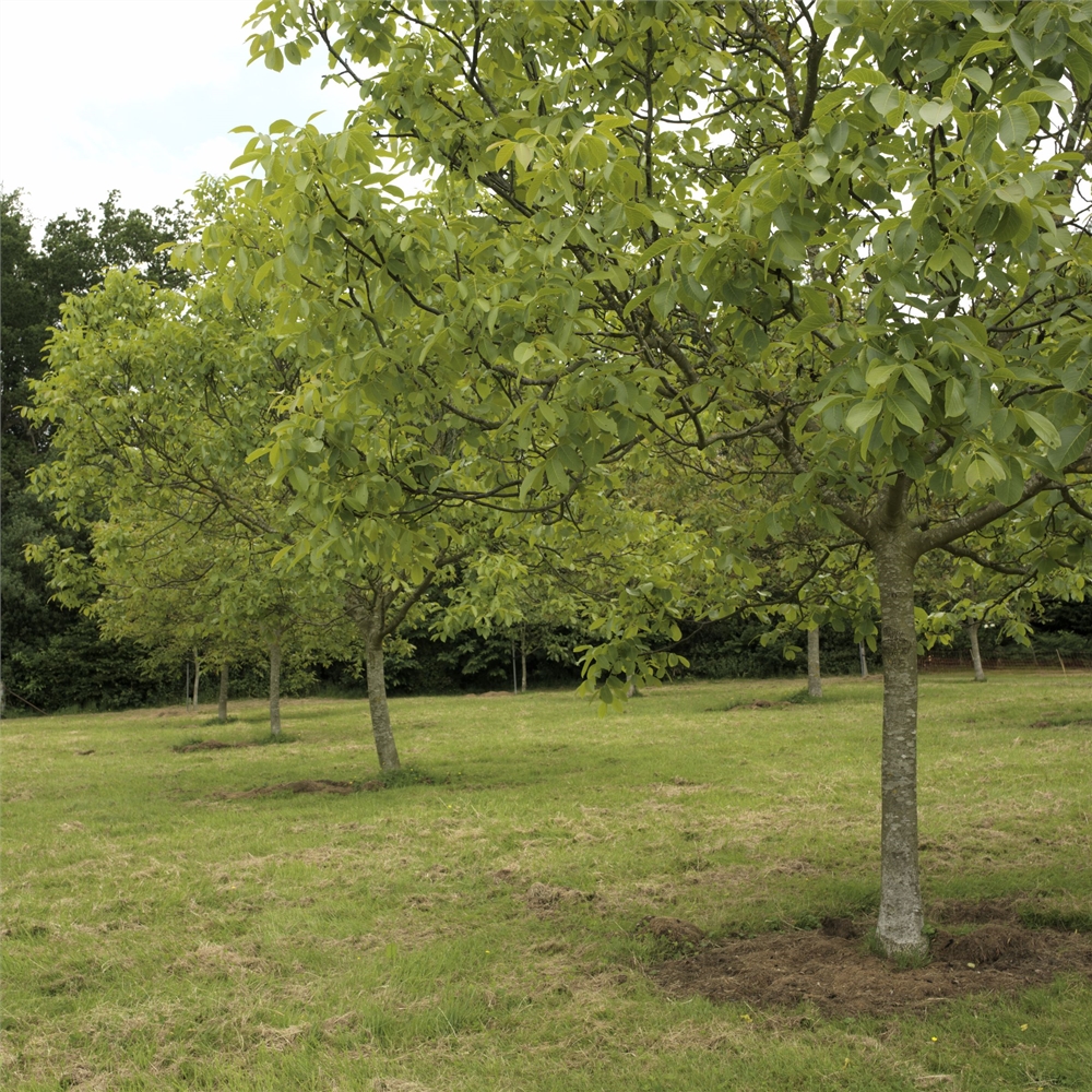 Common Walnut Lozeronne