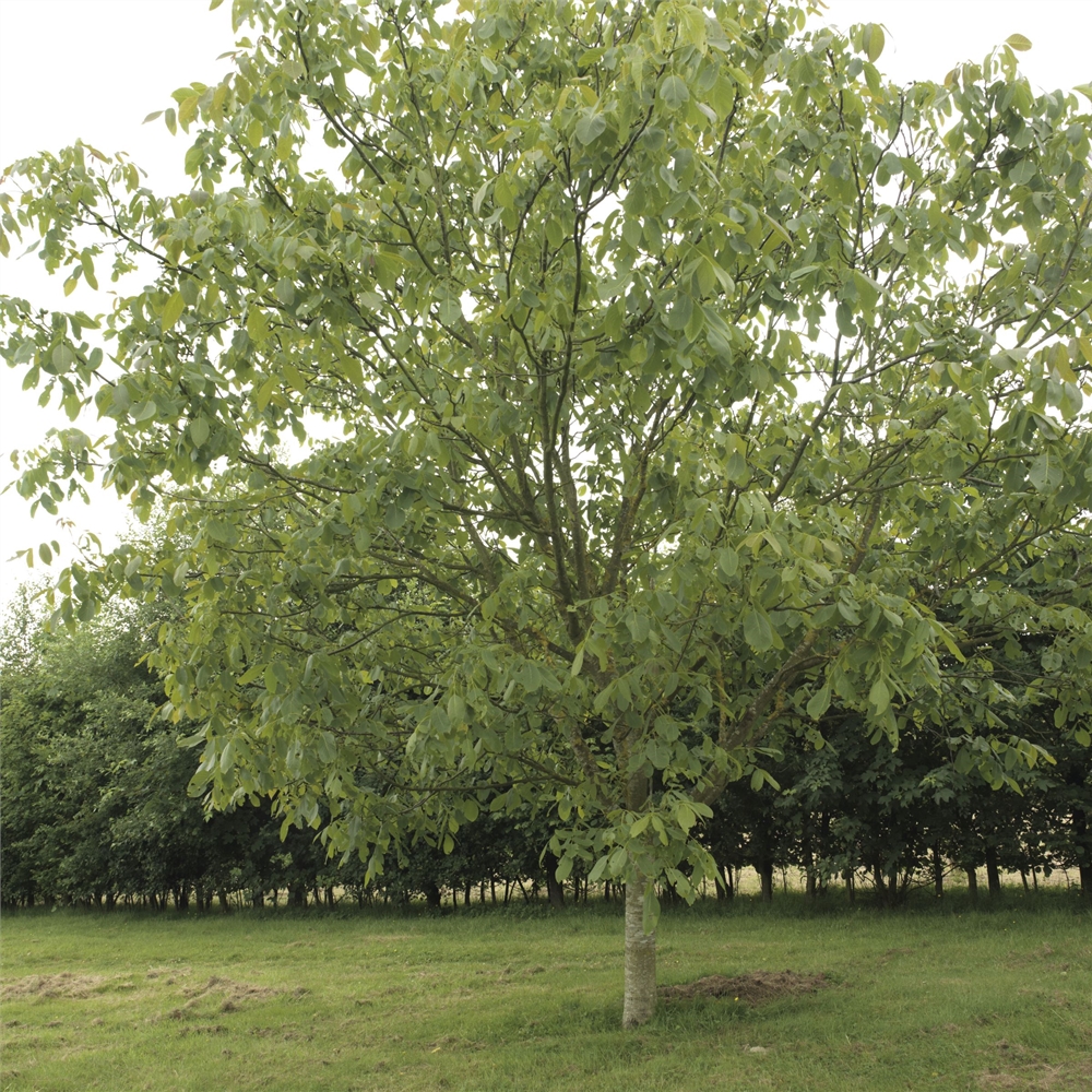 Black Walnut