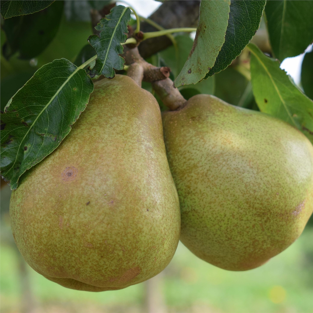 Comice Pear Tree