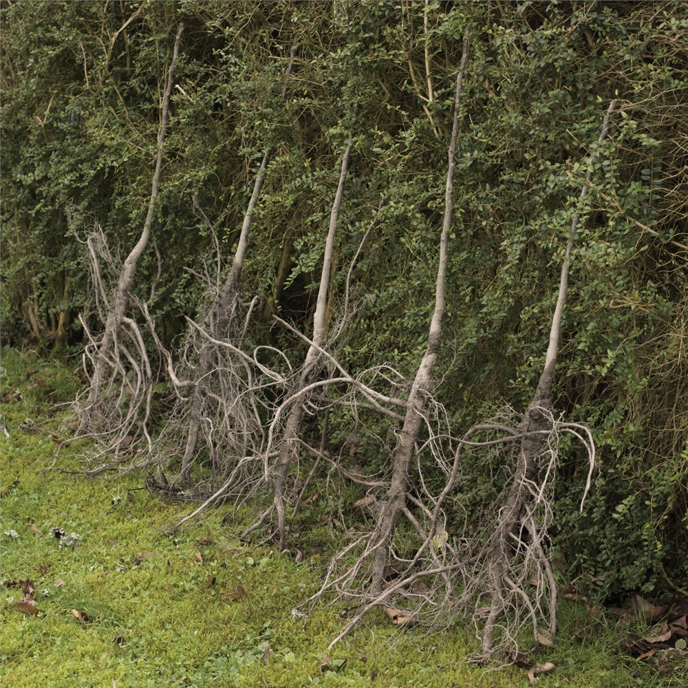 Bare Rooted Cobnut Four Tree Collection